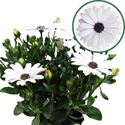 Bild von Osteospermum  P12 Christina (white)